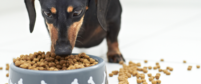 Comment choisir les meilleures croquettes pour chiens ? 