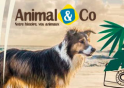 Animalandco.fr Animalandco.fr