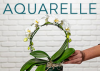 Aquarelle.com