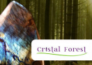 Cristal forest
