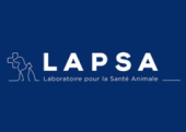 Lapsa-lab